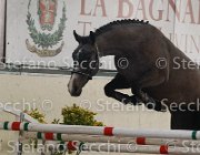 Capri FZ TosTour2013- S4 6270 : Arezzo, Arezzo Equestrian Centre, Capri FZ, Cavalli d'Italia, Toscana Tour 2013, foto di Stefano Secchi ©